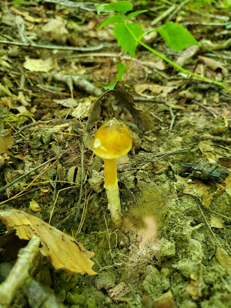 Amanita Sect Vaginatae From Sugar Creek Township IN USA On August 22