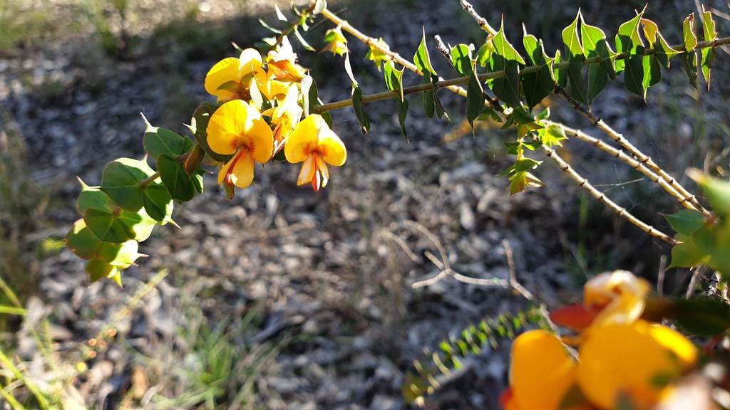 Spiny Bush Pea From Pelton NSW 2325 Australia On August 26 2020 At 03