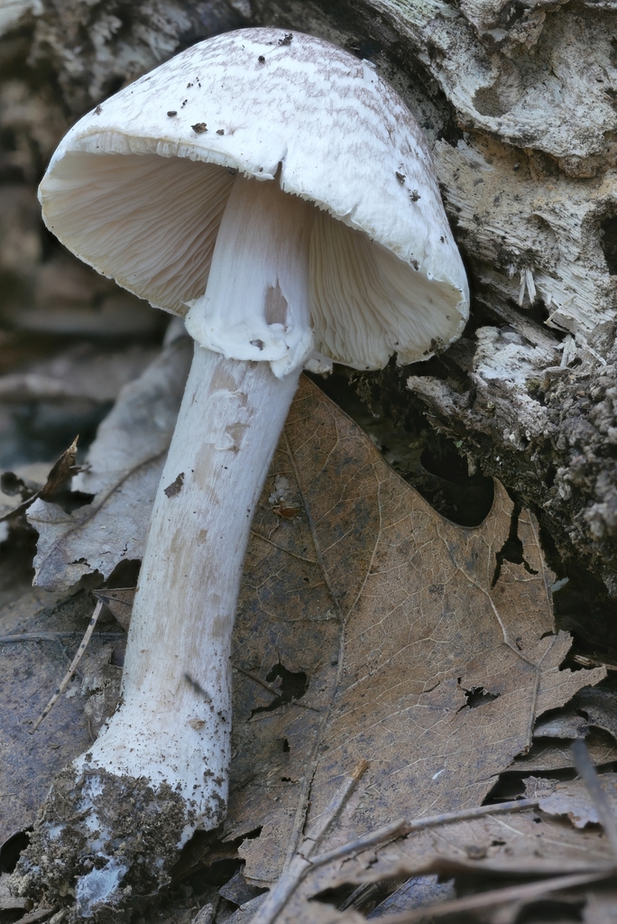 Agaricus Vinosobrunneofumidus From Spencer County US IN US On August