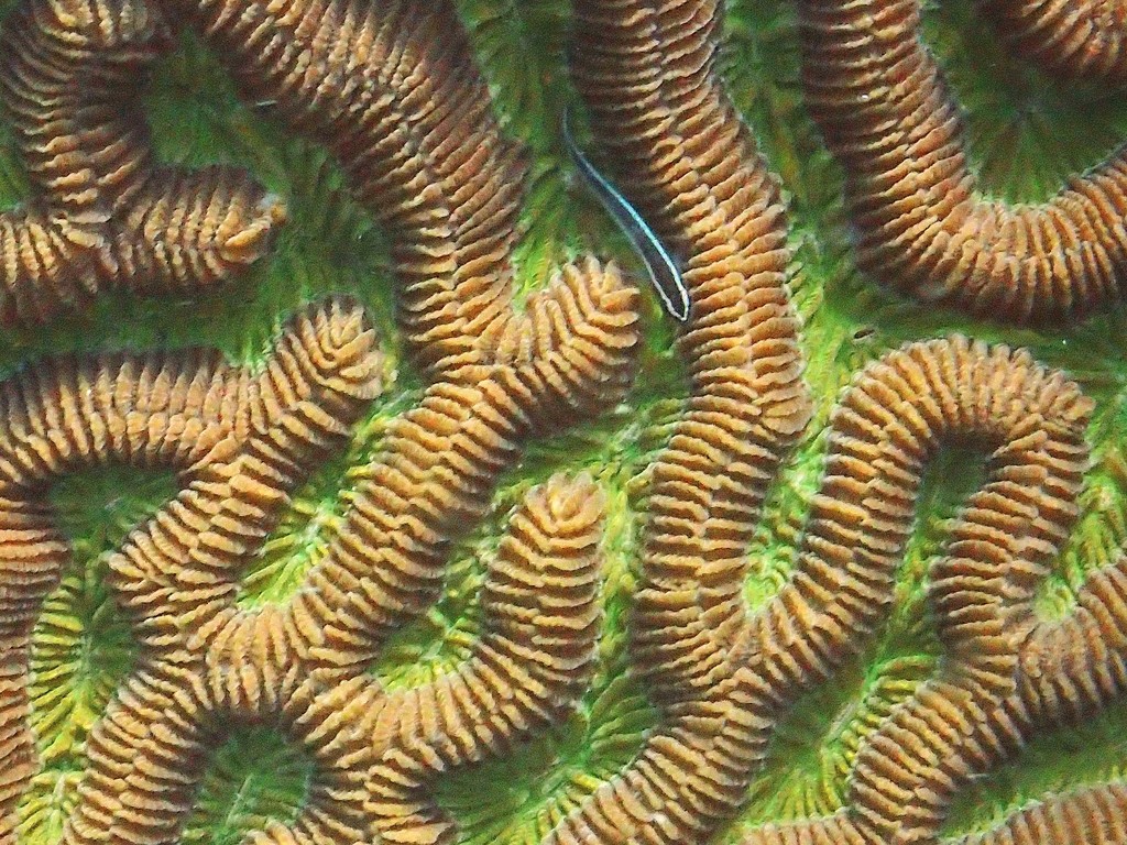 Boulder Brain Coral from Arrecife de Puerto Morelos Benito Juárez MX