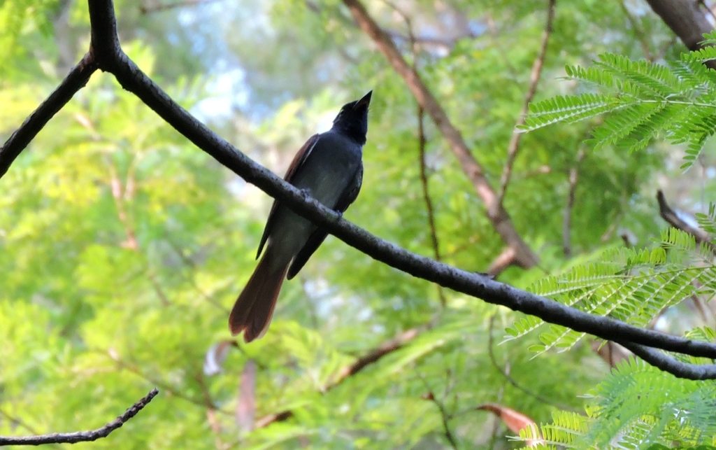 Amur Paradise Flycatcher from 香港採石山九龍何文田浙江街41號合誠商業大廈 on August 29 2020