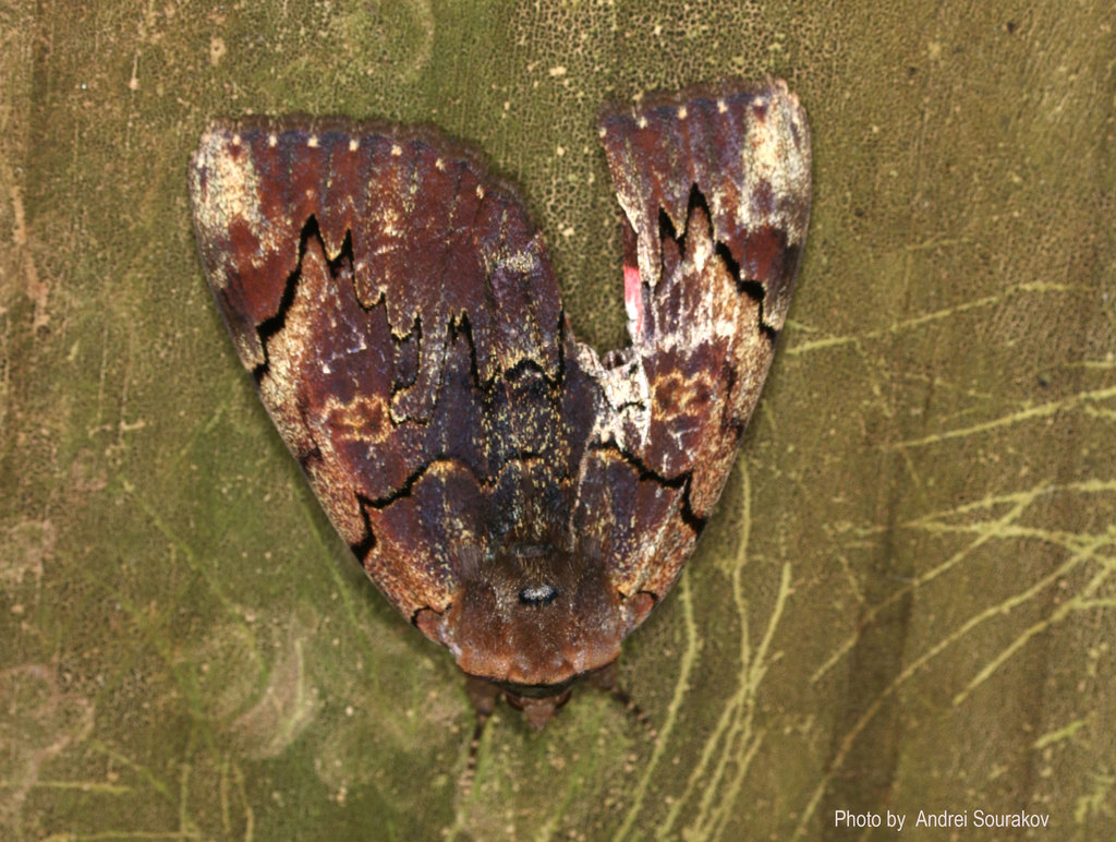 Underwing Moths From Hazel Heights Gainesville FL 32605 USA By