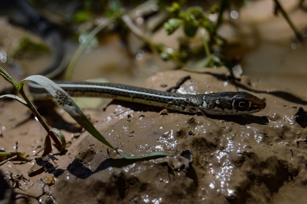 Schott s Whipsnake from Coyotillos Méx México on August 30 2020 at