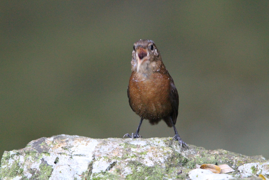 Sumichrast S Wren From San Lucas Ojitl N Oax Mexiko On March