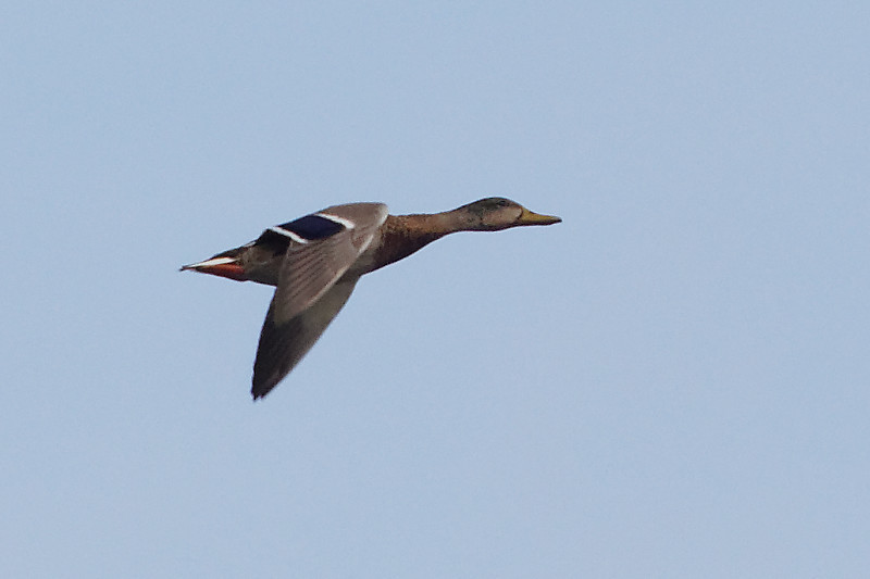 Mallard from Old Żoliborz Warsaw Poland on September 5 2020 at 03 31