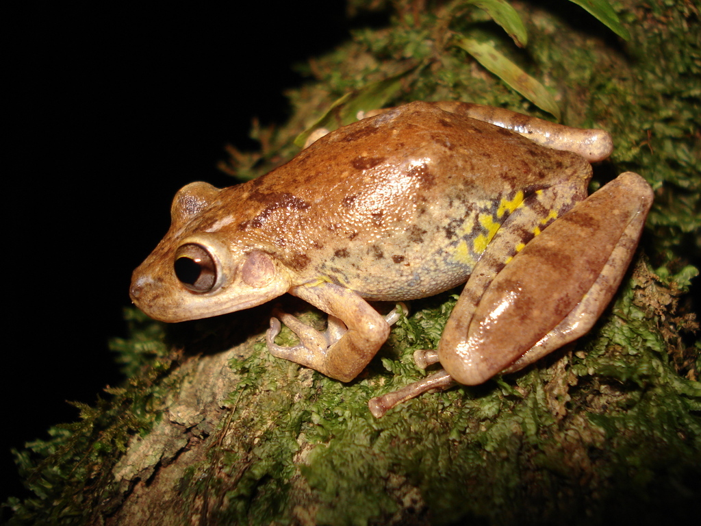 Fuscous blotched Snouted Tree Frog from Balneário Garça Vermelha