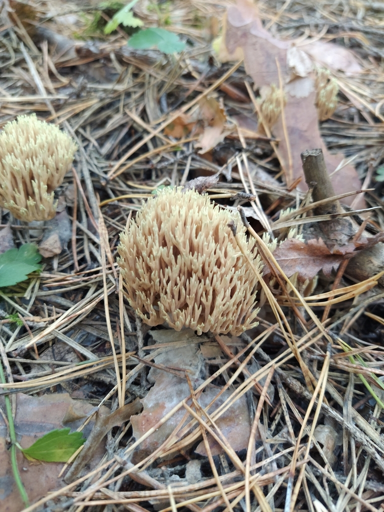 Upright Coral Fungus from Свердловская обл Россия 624742 on