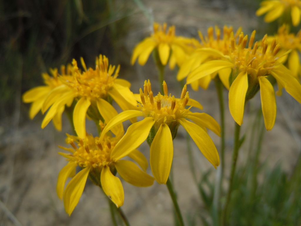 Mock Goldenweeds Asteraceae Aster Of The Pacific Northwest