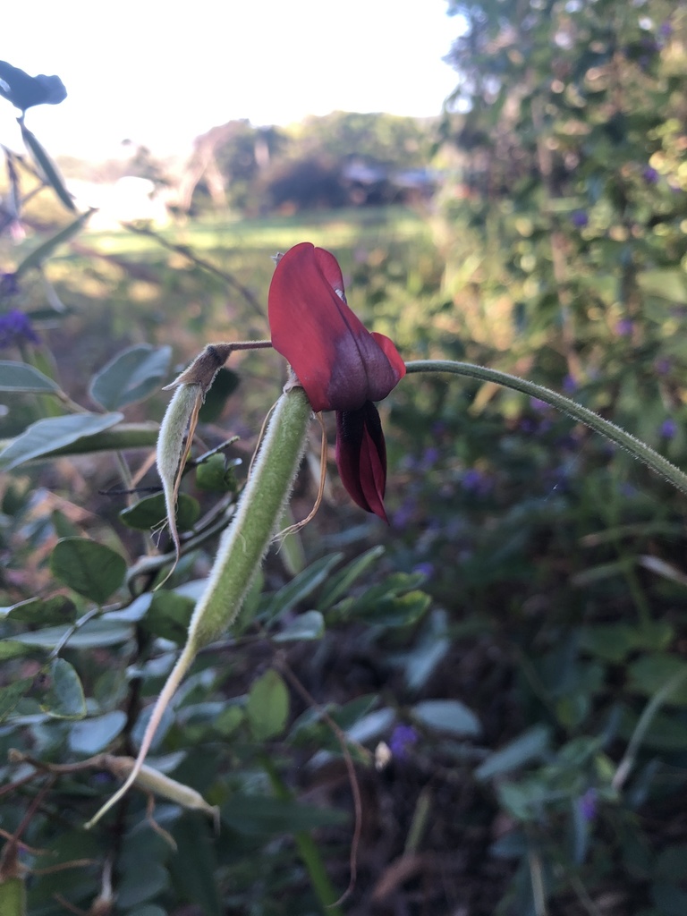 Dusky Coral Pea From Ventura Place Port Macquarie Nsw Au On