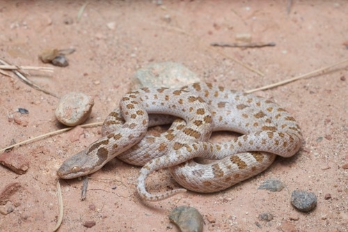 Subespecies Hypsiglena Chlorophaea Loreala Inaturalist Mexico