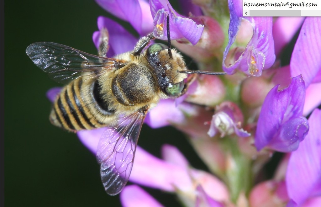 Silvery Leafcutter Bee from 中國北京市密雲區 on August 20 2020 at 10 27 PM by