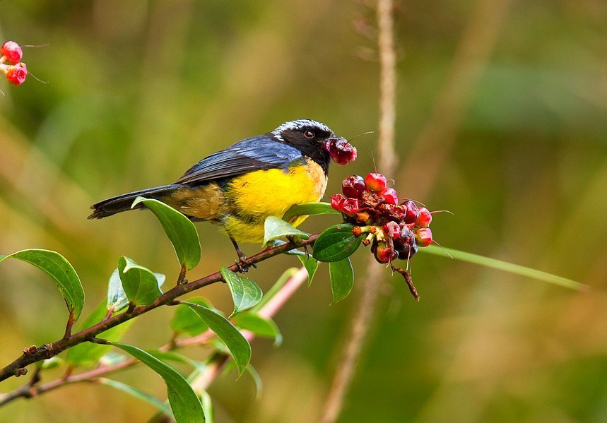 cachaquito montañero Aves de los humedales de Bogotá NaturaLista