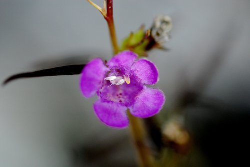 Small Flower False Foxglove Variety Agalinis Purpurea Parviflora