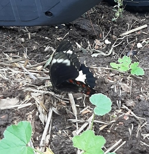 Orchard Swallowtail From Wondalli Qld Australia On September