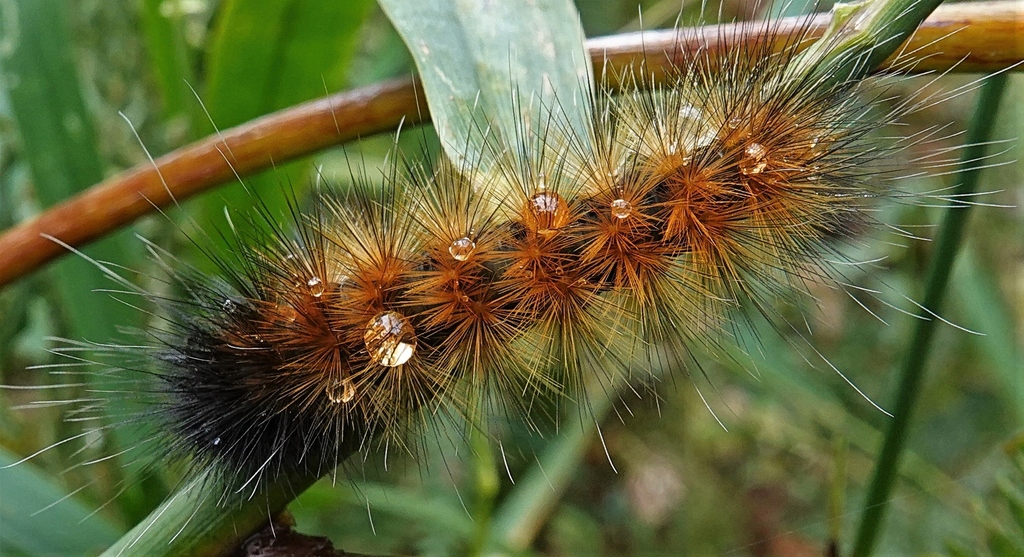 Virginian Tiger Moth From Nanaimo BC Canada On September 24 2020 At