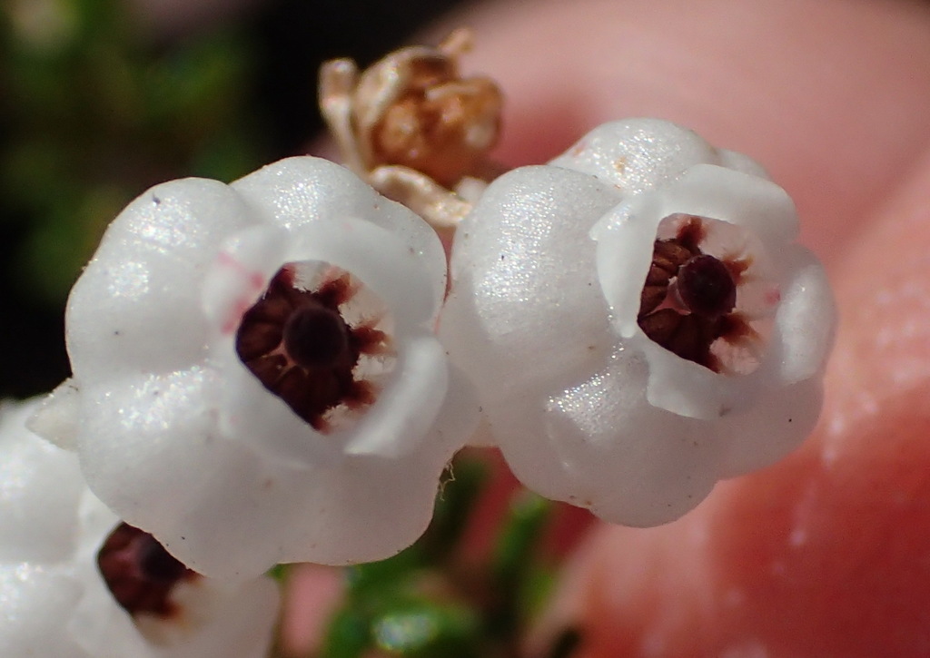 Stunning Heath From Brenton South Cape Dc South Africa On September