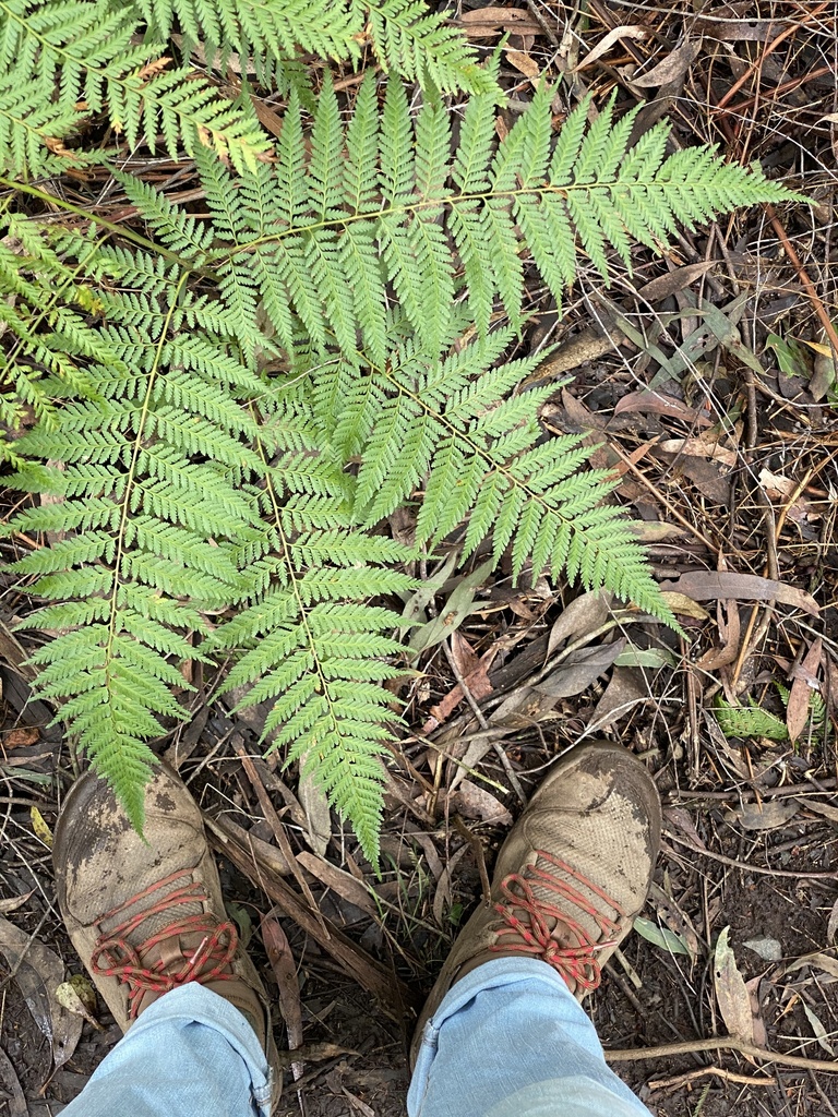 Common Ground Fern From Butterfield Reserve Monbulk VIC AU On