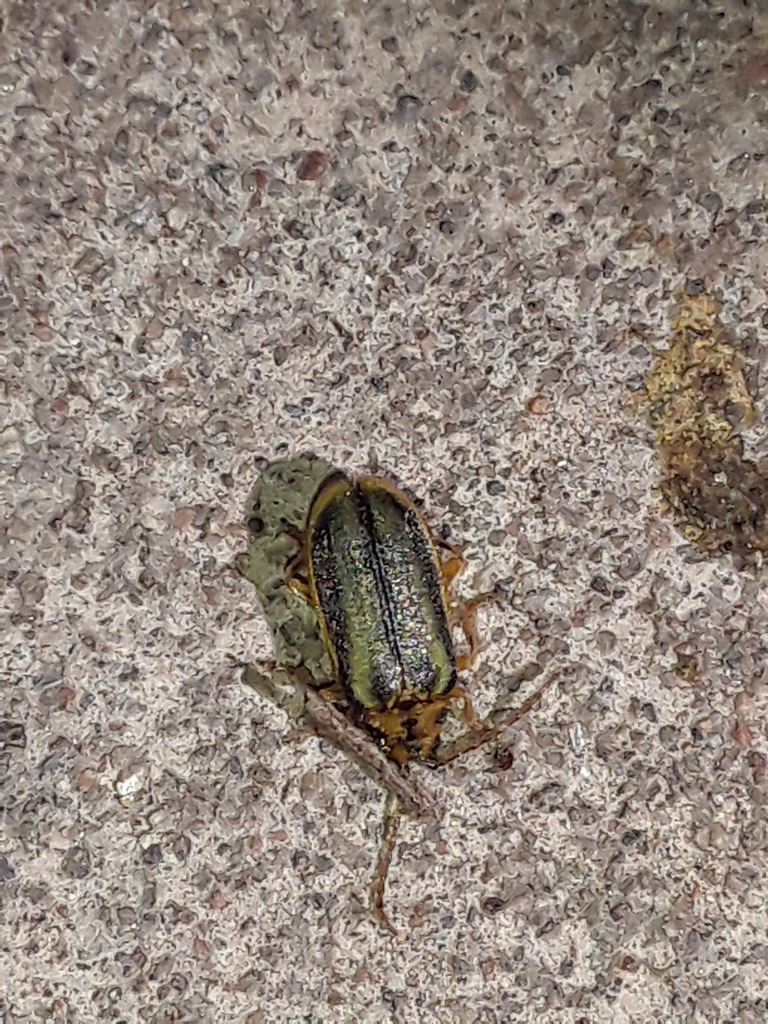 Elm Leaf Beetle From Saavedra Provincia De Buenos Aires Argentina On