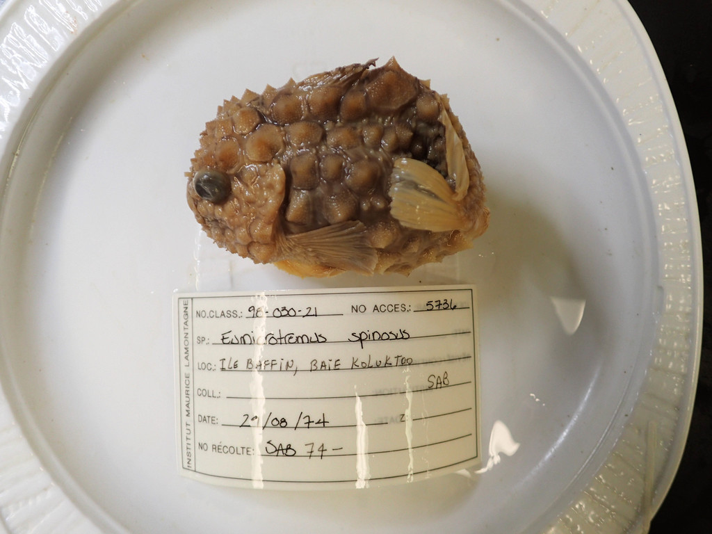 Atlantic Spiny Lumpsucker From Koluktoo Bay Baffin Island Nu Canada