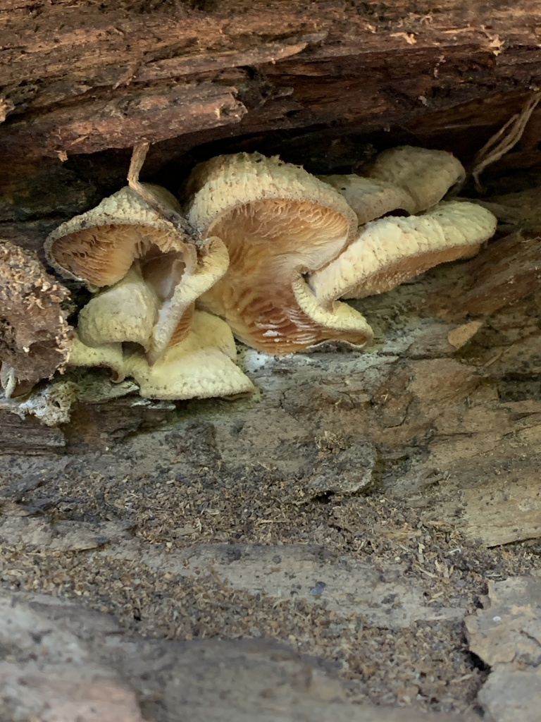 Oyster Rollrim From McPherson County US KS US On October 3 2020 At