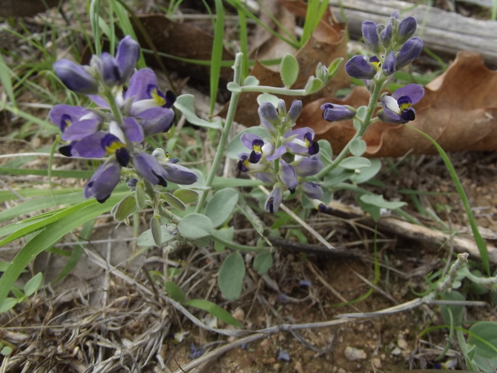 Xantus Milkwort From La Paz B C S M Xico On August At