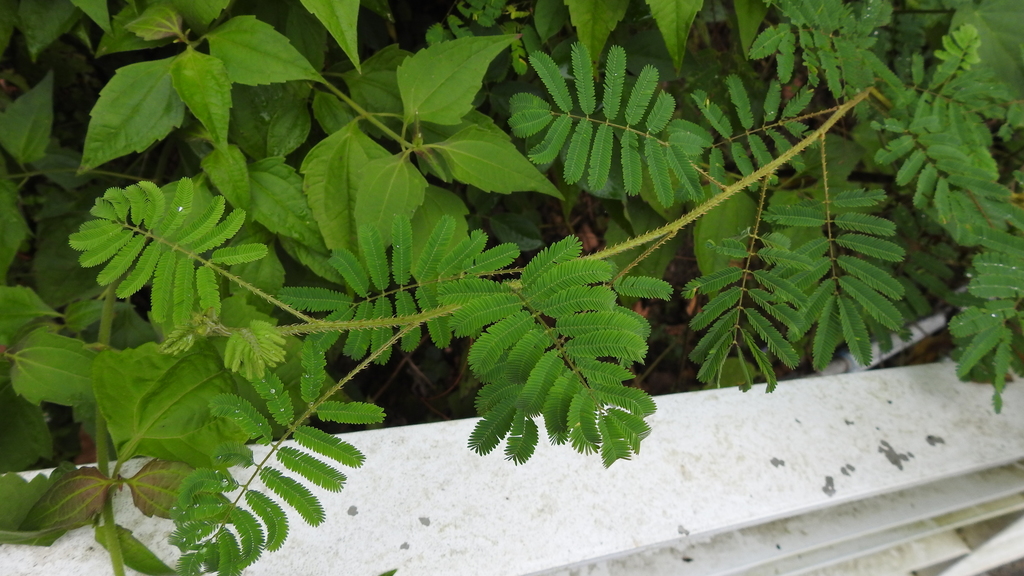 giant false sensitive plant from 台灣台中市 on September 28 2020 at 11 15