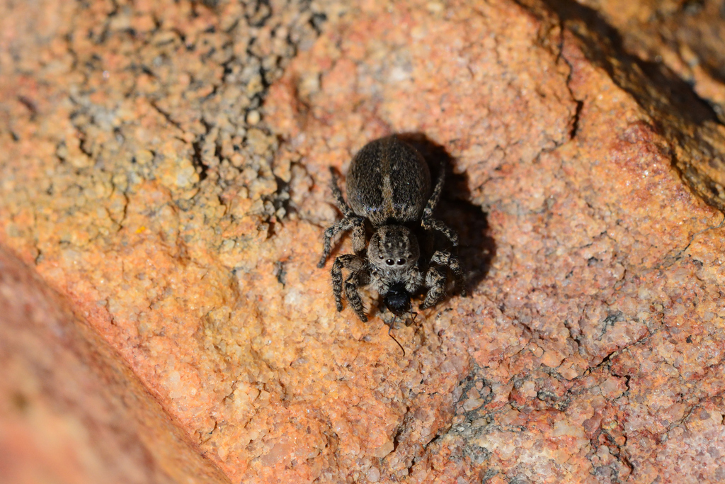 Typical Jumping Spiders From Blue Hill Nature Reserve Western Cape