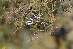 Batis molitor molitor