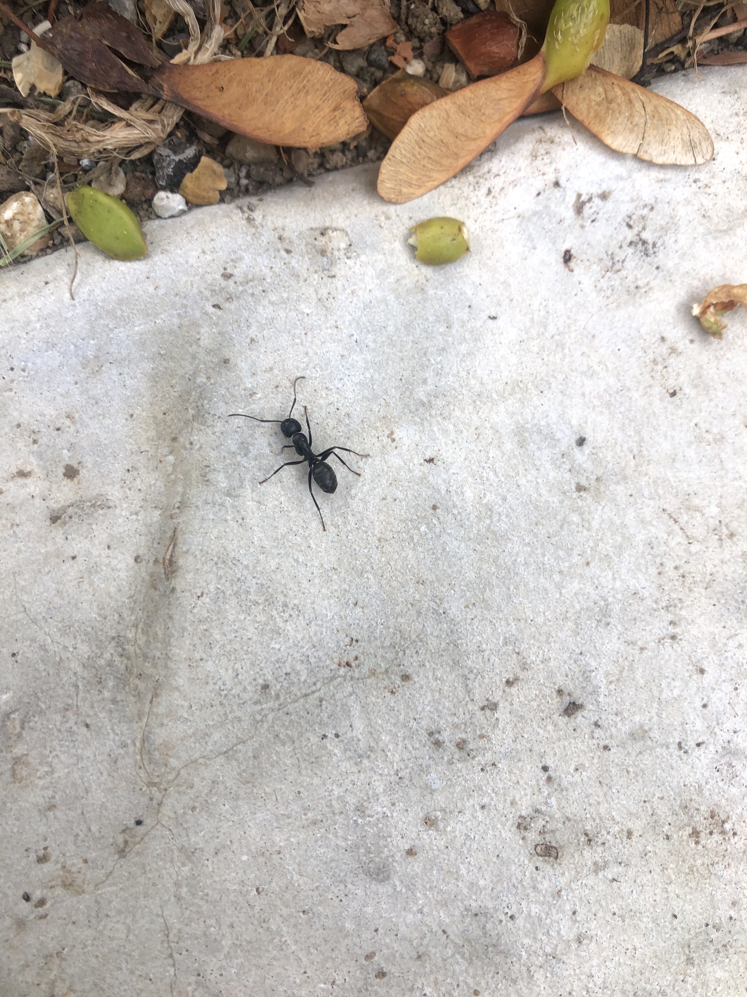 Camponotus pennsylvanicus