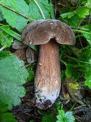 Porphyrellus
