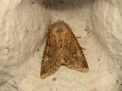 Apamea lateritia