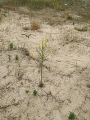 Erysimum quadrangulum