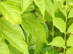Neocollyris