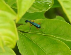 Neocollyris