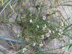 Cakile maritima baltica