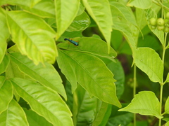 Neocollyris