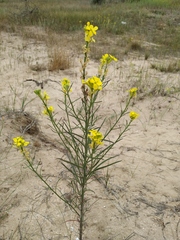 Erysimum quadrangulum