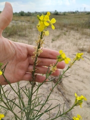Erysimum quadrangulum