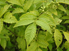 Cipadessa baccifera