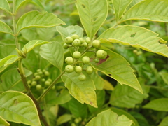 Cipadessa baccifera