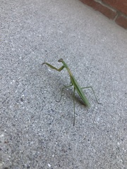Mantidae