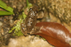 Fejervarya limnocharis