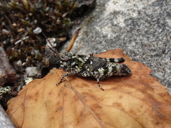 Spharagemon marmorata