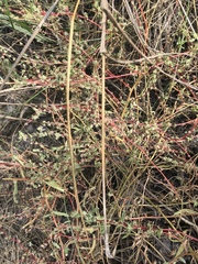 Atriplex mucronata