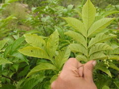 Cipadessa baccifera