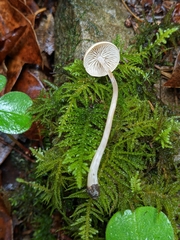 Pseudolaccaria pachyphylla