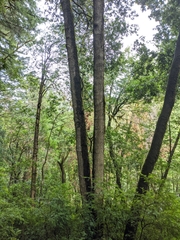 Notholithocarpus densiflorus