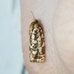 Choristoneura houstonana