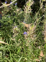 Palmerella debilis serrata