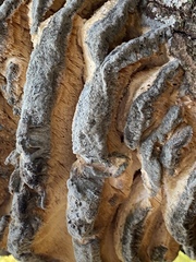 Climacodon septentrionalis